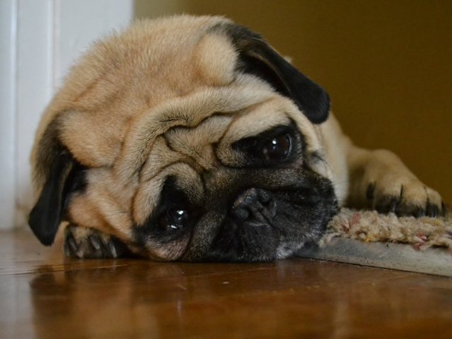 Thế giới - Mỹ: Bị phạt 28 năm tù vì tội tra tấn chó