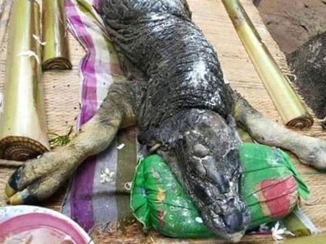 Quái vật lai cá sấu và trâu gây hoang mang ở Thái Lan