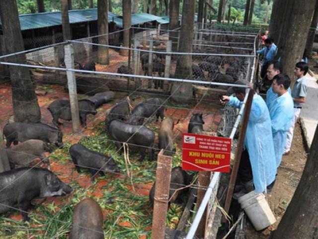 Thị trường - Tiêu dùng - Cận cảnh trang trại lợn rừng hữu cơ độc đáo ở VN