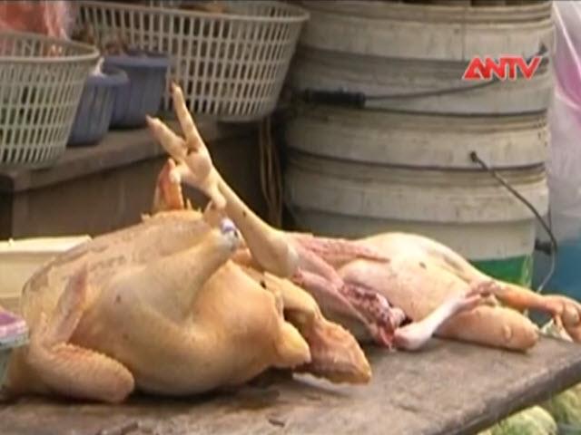 Thị trường - Tiêu dùng - Rợn người công nghệ "nhồi" hóa chất nhuộm vải vào vật nuôi