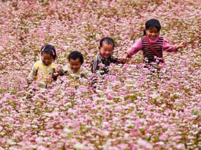 Du lịch - Thưởng thức vẻ đẹp tam giác mạch trên phiến đá tai mèo