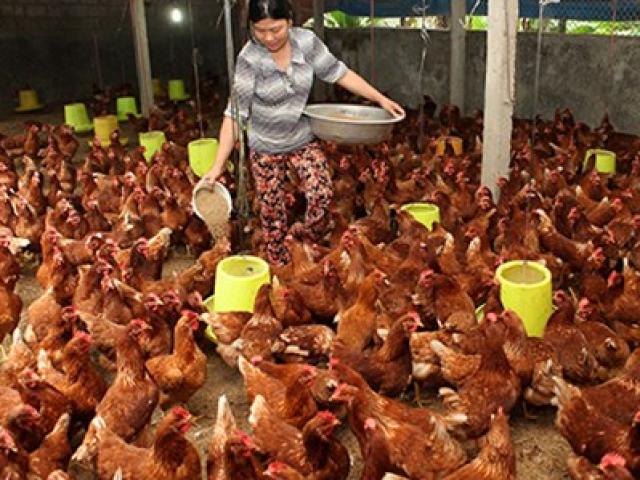 Thị trường - Tiêu dùng - Vào TPP là phải "đấu" từ miếng thịt, ly sữa