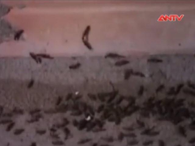 Sức khỏe đời sống - Người dân Huế vật vã vì kiến ba khoang