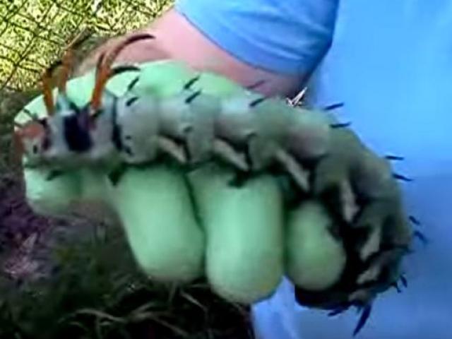 Chuyện lạ - Video: Kinh hãi với sâu bướm "quái vật" dài 15 cm