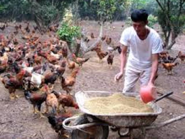 Thị trường - Tiêu dùng - Nuôi gà "chạy bộ" để cạnh tranh với Mỹ