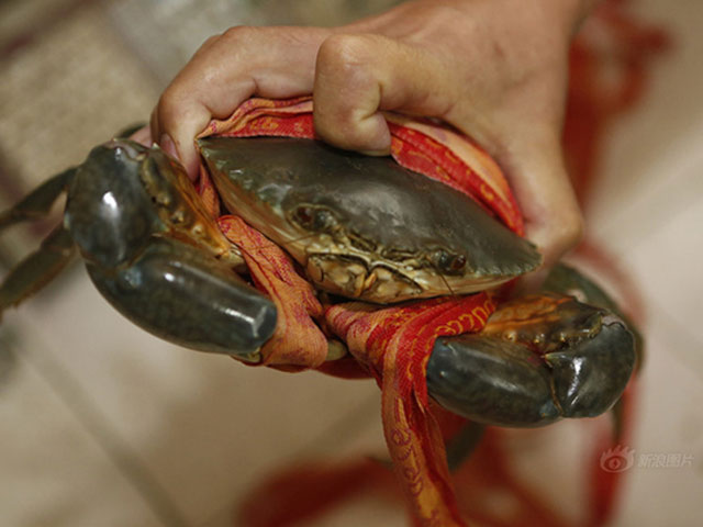 Thị trường - Tiêu dùng - TQ: Quấn 31m dây để tăng cân nặng cho cua biển