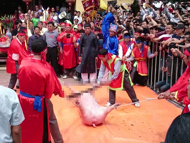 Tin tức trong ngày - Bắc Ninh sẽ không chém lợn giữa sân đình