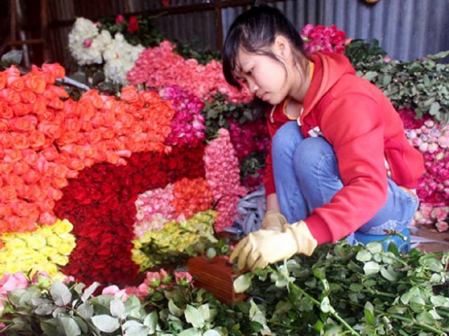 Thị trường - Tiêu dùng - Hoa hồng Đà Lạt tăng giá gấp 3-4 lần trước ngày 20.10