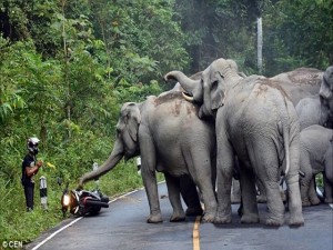 Tin tức trong ngày - Thái Lan: Người đi xe máy quỳ lạy xin voi tha mạng