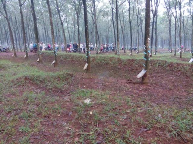 Pháp luật - Nam thanh niên bị đâm chết trong lô cao su