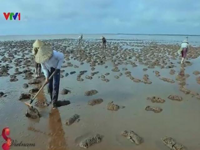 Du lịch - Về biển Thụy Xuân bắt ốc móng tay