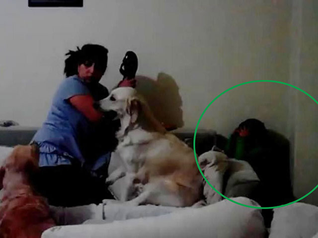 Giới trẻ - Hai chú chó "bênh" bé chằm chặp khi bị mẹ đánh