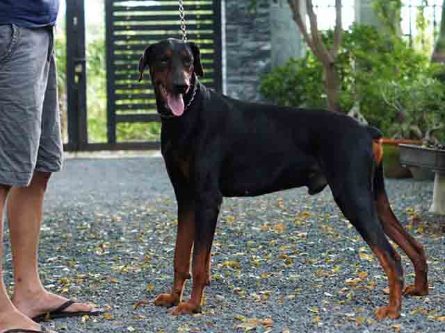 Tin tức trong ngày - TQ: Thưởng căn hộ để tìm chó lạc