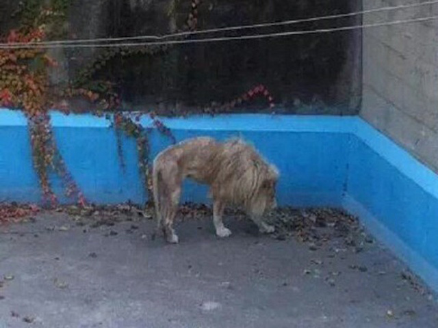 TQ: Sư tử bị bỏ đói gầy thê thảm ở vườn thú Bắc Kinh