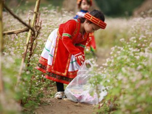 Bạn trẻ - Cuộc sống - Bé gái Hà thành bảo vệ hoa tam giác mạch