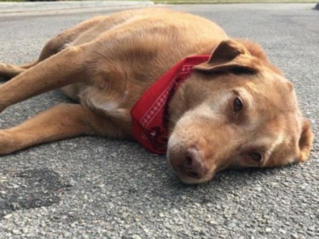 Tin tức trong ngày - Chó nằm phục hàng giờ tại nơi chủ bị tai nạn chết