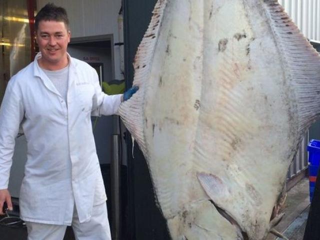 Chuyện lạ - Bắt được cá bơn "thủy quái" nặng 200kg tại Anh