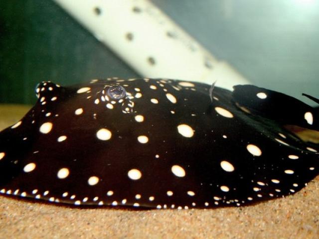 Thị trường - Tiêu dùng - Những sinh vật cảnh chỉ giới siêu giàu mới dám nuôi