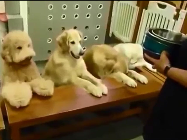 Bạn trẻ - Cuộc sống - Clip: 4 chú chó đáng yêu "cầu nguyện" trước khi ăn
