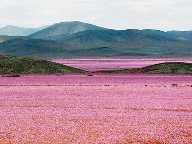 Phi thường - kỳ quặc - Cánh đồng hoa bất ngờ nở rộ giữa sa mạc khô hạn