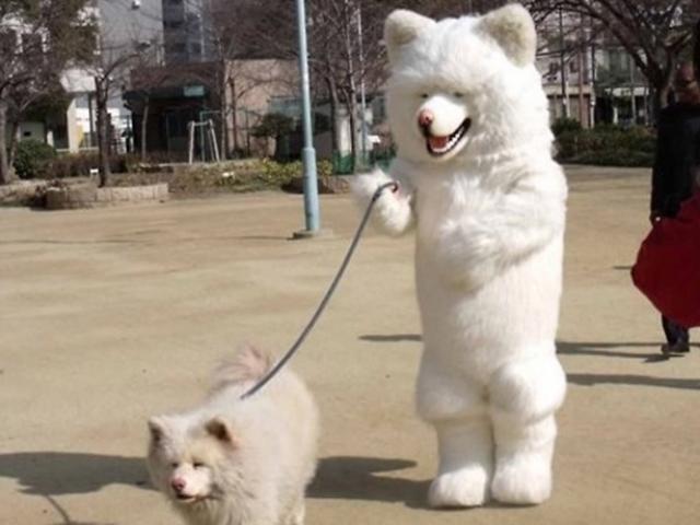 Phi thường - kỳ quặc - 15 màn hóa trang Haloween “khó đỡ” giữa người và thú cưng