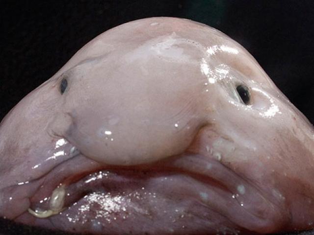 Phi thường - kỳ quặc - Hết hồn với những sinh vật "ngoài hành tinh" trên thế giới