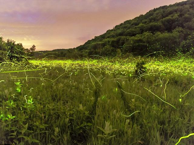 Phi thường - kỳ quặc - Ngoạn mục: Cảnh đom đóm sáng rực bầu trời đêm