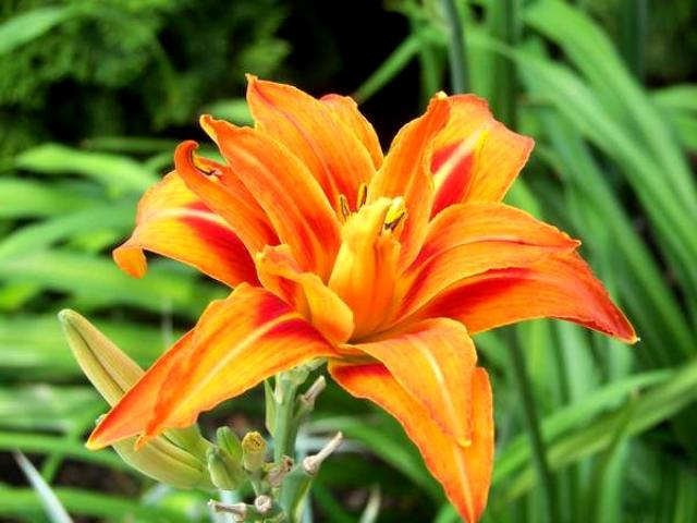 Sức khỏe đời sống - Hoa hiên chữa vàng da, tắc tia sữa