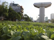 Tin tức trong ngày - HN: &quot;Quây rào, phân lô&quot; trồng rau dưới đường sắt trên cao