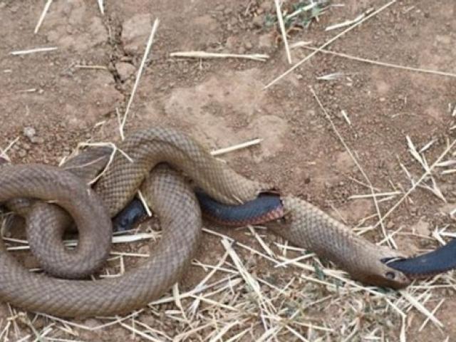 Hoảng hốt khi phát hiện 2 con rắn ăn thịt lẫn nhau