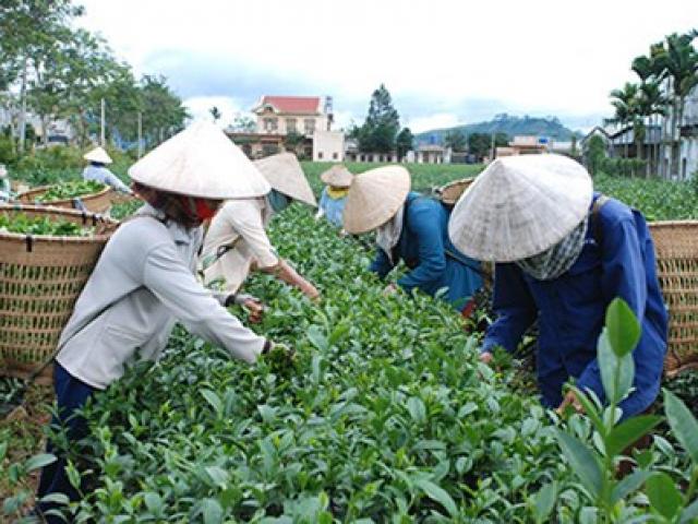 Sản xuất - Tiêu dùng - Đài Loan "dội gáo nước lạnh", thị trường trà Việt lao đao