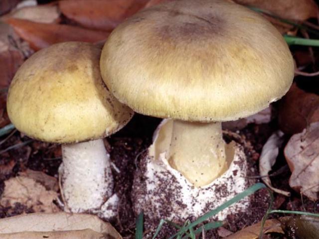 Sức khỏe đời sống - Những loại nấm tuyệt đối không nên ăn