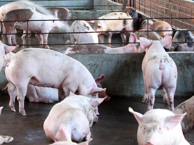 Tin tức trong ngày - Bộ trưởng "lạnh sống lưng" vì chất cấm