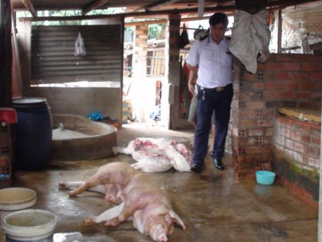 Thị trường - Tiêu dùng - Bắt quả tang cơ sở đang giết mổ heo bị sốt xuất huyết