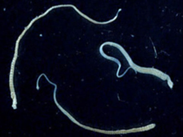 Thế giới - Sán dây bị ung thư truyền bệnh khiến người mất mạng