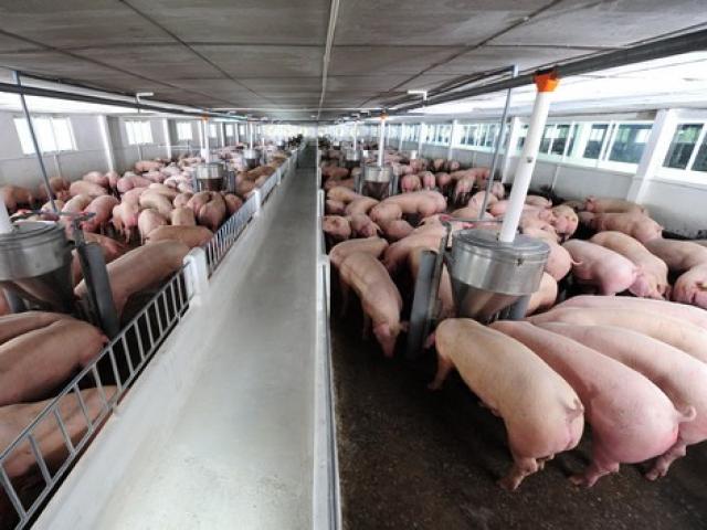 Thị trường - Tiêu dùng - Thịt heo vừa ngon và sạch