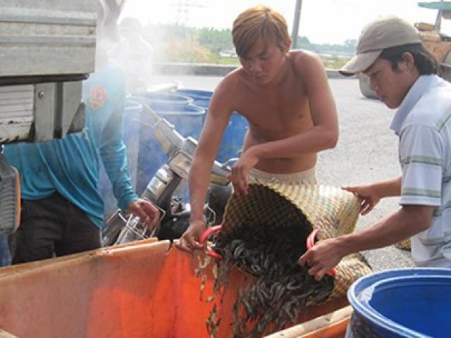 Trung Quốc “điều khiển“ thị trường thủy sản Việt