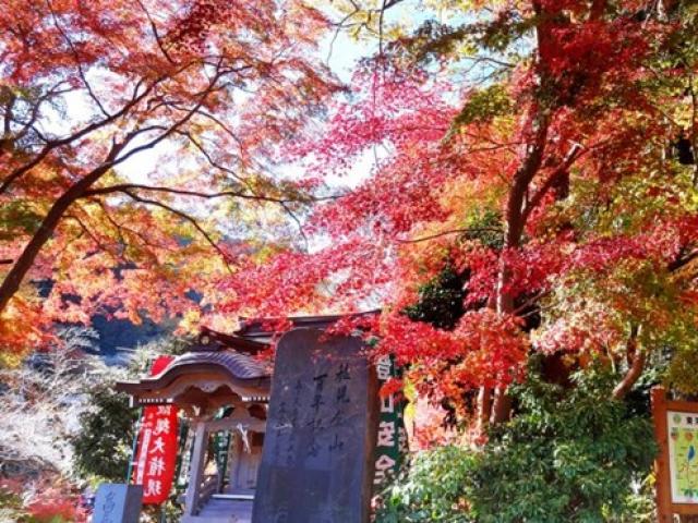 Du lịch - Ngất ngây sắc thu ở Nhật Bản