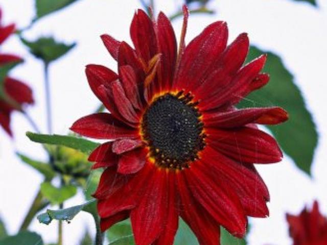 Thị trường - Tiêu dùng - Cơn "sốt" hạt giống hướng dương đỏ rực