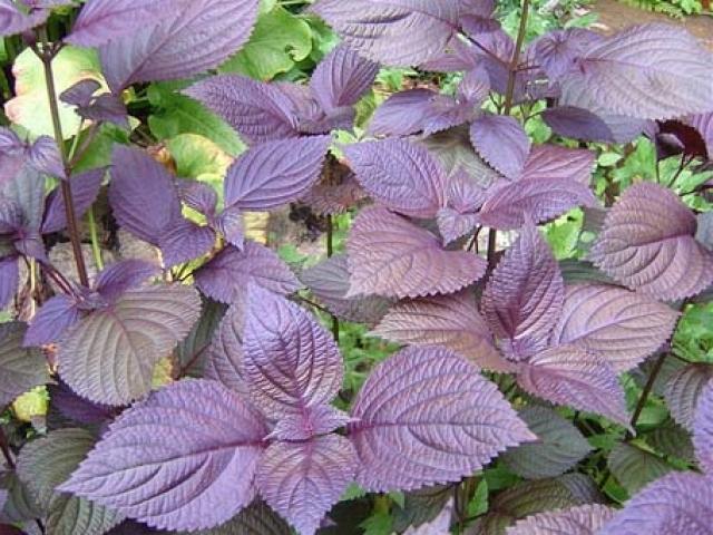 Sức khỏe đời sống - Mẹo hay chữa trị cảm cúm không cần dùng thuốc