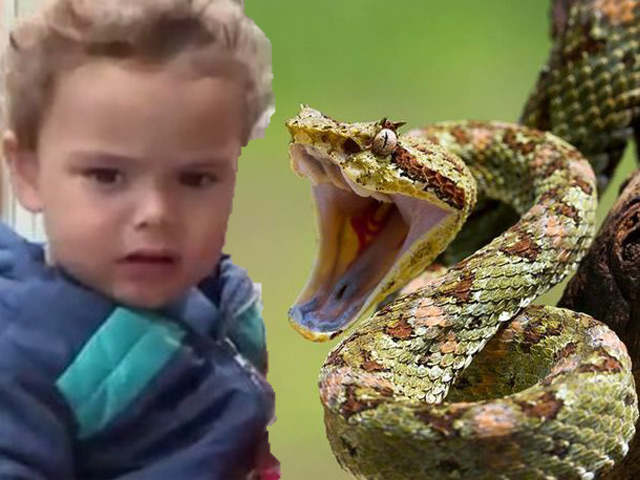 Bé trai 1 tuổi rưỡi cắn chết rắn lục cực độc