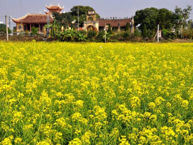 Bạn trẻ - Cuộc sống - Thực hư về bức ảnh "đồng cải đẹp nhất Việt Nam"