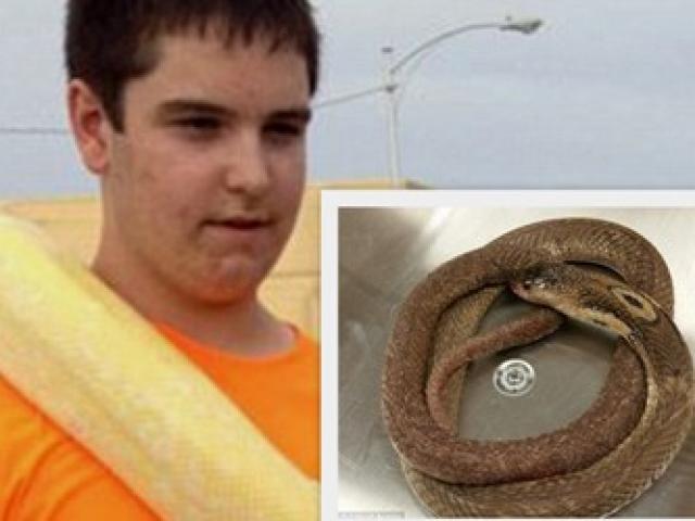 Bạn trẻ - Cuộc sống - Thanh niên yêu động vật ngồi yên để rắn độc cắn đến chết