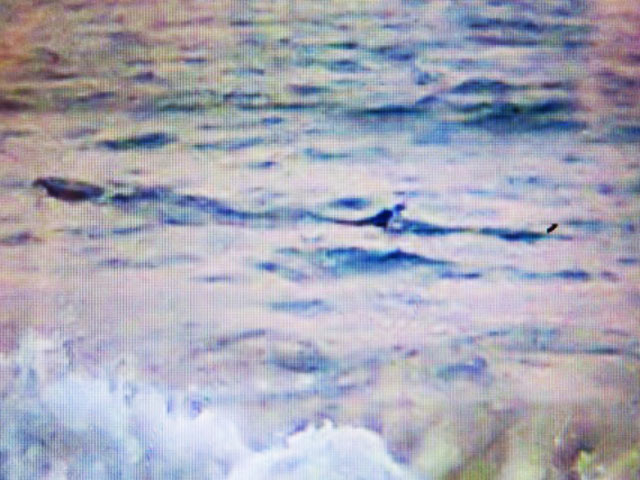 Cá lạ khổng lồ bơi dọc biển Tuy Hòa, cảnh báo nguy hiểm