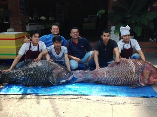 Thị trường - Tiêu dùng - Bắt được cặp cá hô "khủng" nặng 240 kg