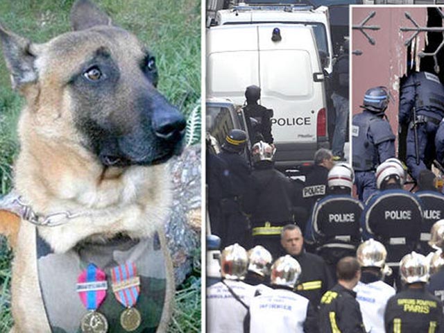Cảm động chú chó cảnh sát bị khủng bố giết hại ở Pháp