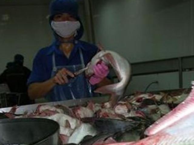 Sức khỏe đời sống - Hóa chất lạ ngâm vào cá, mực… giúp tăng trọng gấp rưỡi