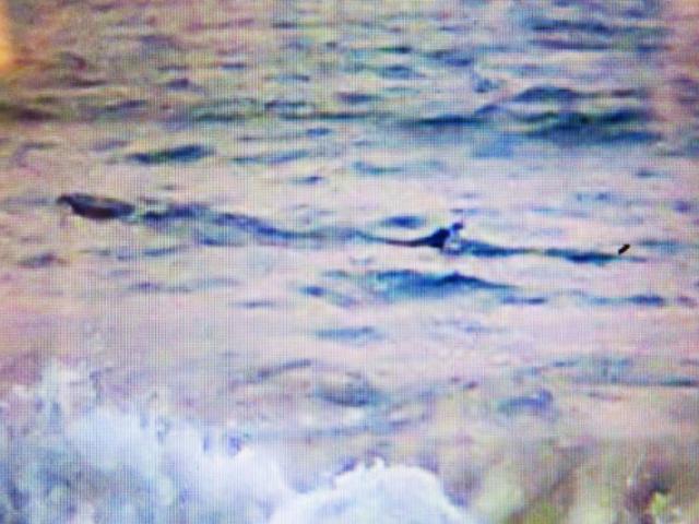 Tin tức Việt Nam - Vụ cá lạ khổng lồ ở biển Tuy Hoà: Tạm tháo biển cảnh báo