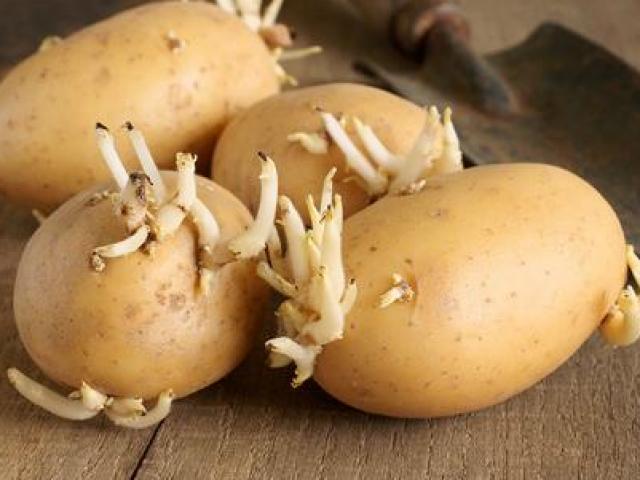 Bác sĩ của bạn - Những loại củ khi mọc mầm có thể gây ung thư