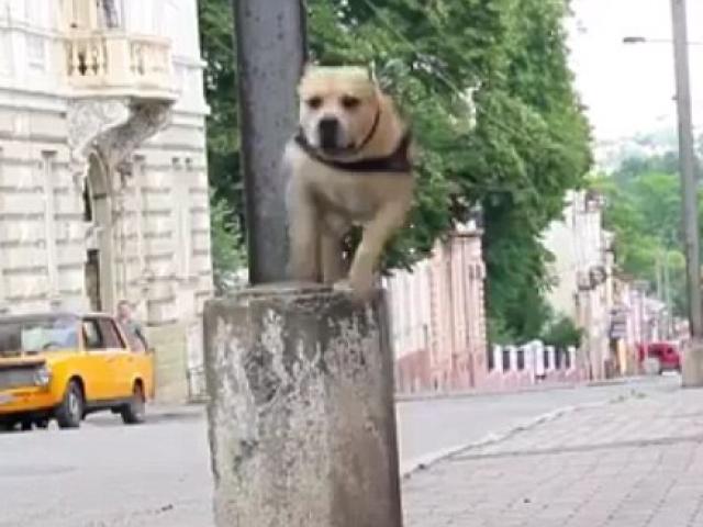 Thể thao - Chú chó nhảy parkour "đỉnh" nhất thế giới